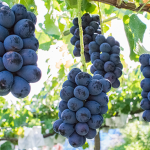 減農薬で育てた長野県産ナガノパープル