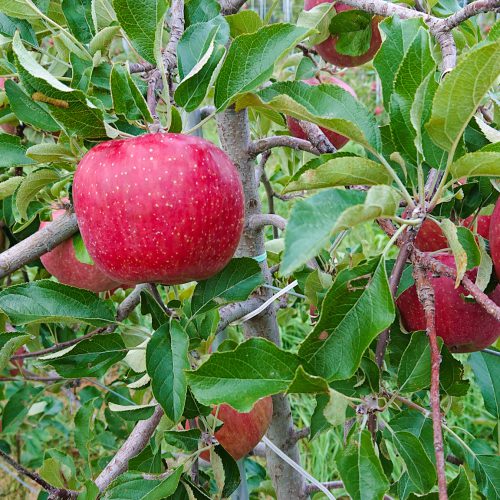 apple01