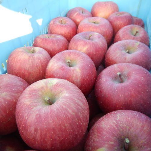 減農薬で育てた美味しいふじりんご収穫