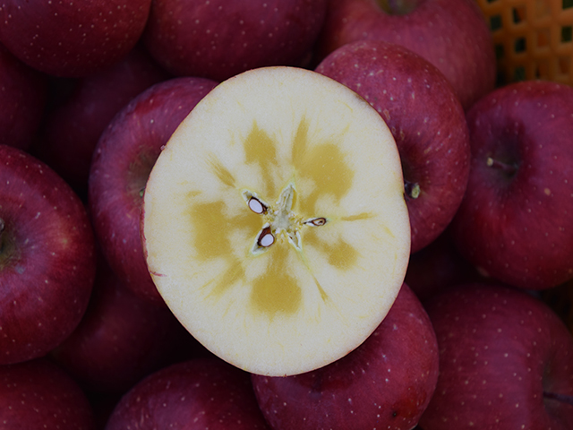 長野のおいしいりんご”サンふじ” 果実の森